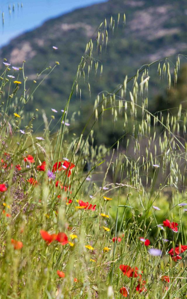 Massif Des Maures Grimaud Var Provence (10)
