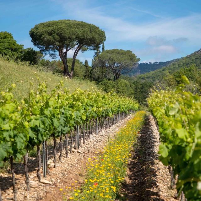 Massif Des Maures Grimaud Var Provence (6)