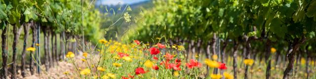 Massif Des Maures Grimaud Var Provence (7)