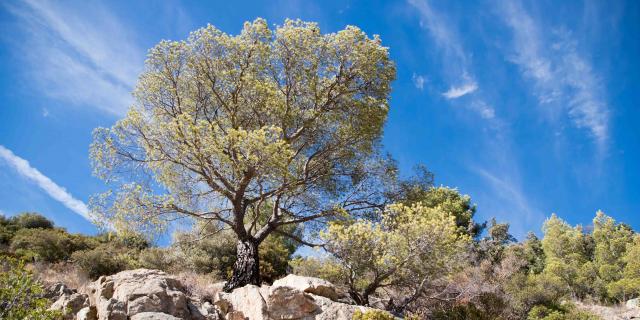 Massif Des Maures Grimaud Var Provence (40)