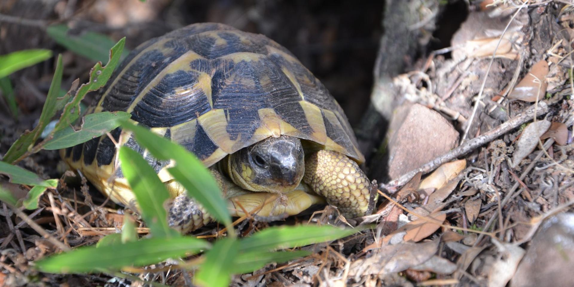 Tortue d'Hermann - Parc animalier de la Barben