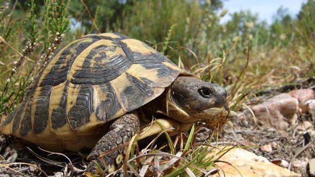 The Maures Tortoise | Charm of Provence & French Riviera