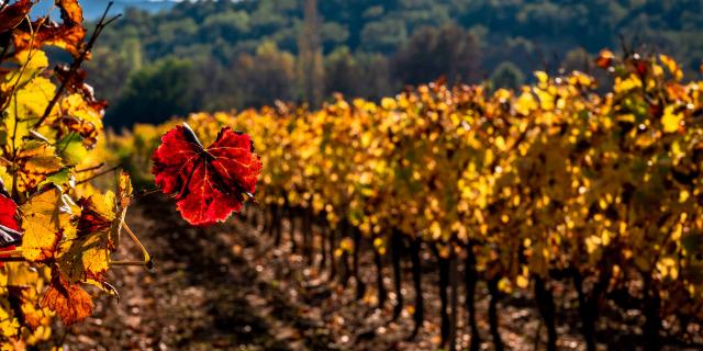 Automne Grimaud Var Provence (27)