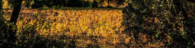 automne-grimaud-var-provence-28.jpg