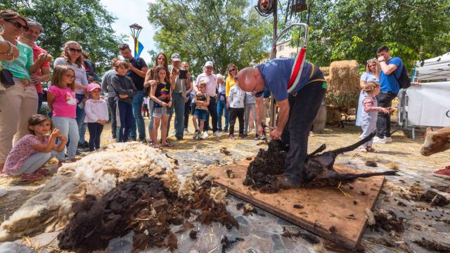 Foire De La Laine Grimaud Provence 14