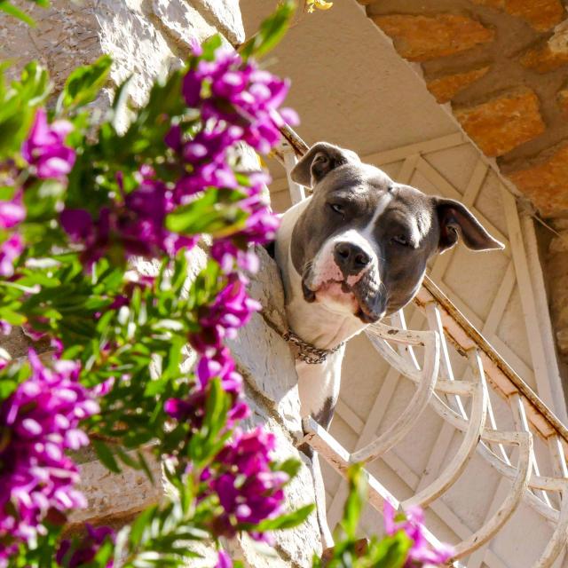 Voyager Avec Mon Chien Grimaud Golfe St Tropez 4