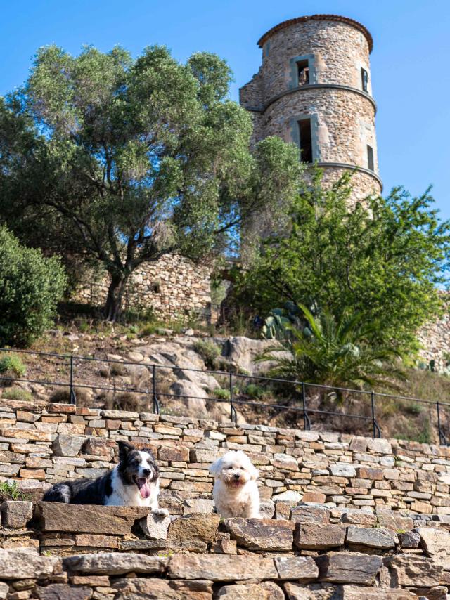 Voyager Avec Mon Chien Grimaud Golfe St Tropez 6