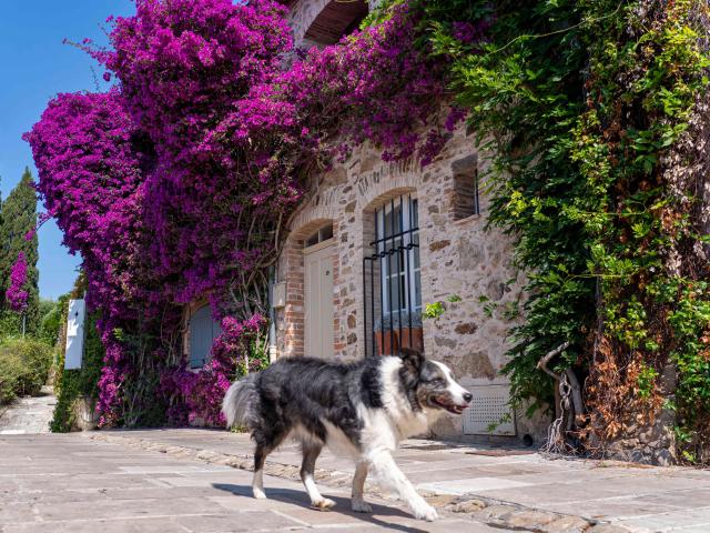 Voyager Avec Mon Chien Grimaud Golfe St Tropez 13