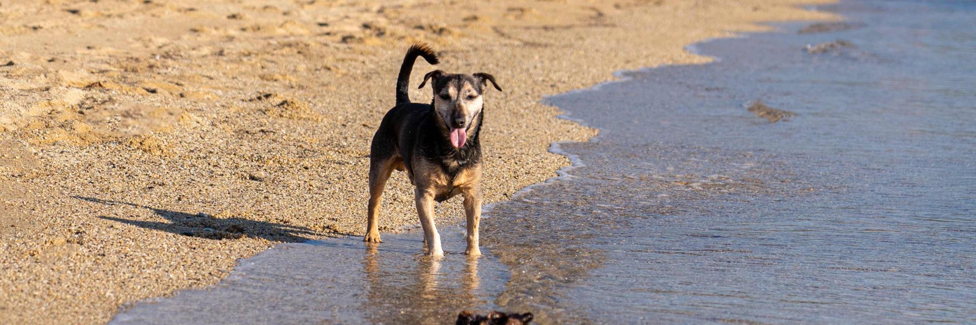 Voyager Avec Mon Chien Grimaud Golfe St Tropez 8 1