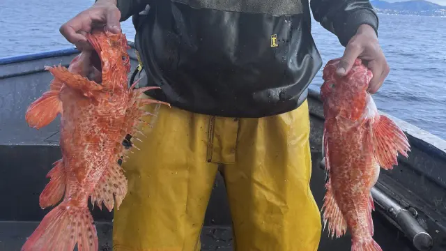 Peche Grimaud Var 5 Rotated