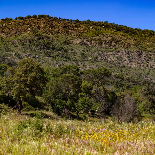 Massif Des Maures Grimaud Var Provence 50