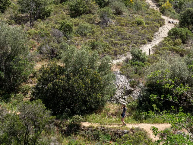 Massif Des Maures Grimaud Var Provence 53