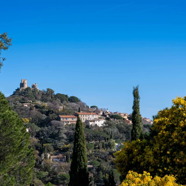 Mimosa Provence Grimaud Var 19
