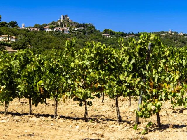 Vignoble Provence Grimaud Var 50