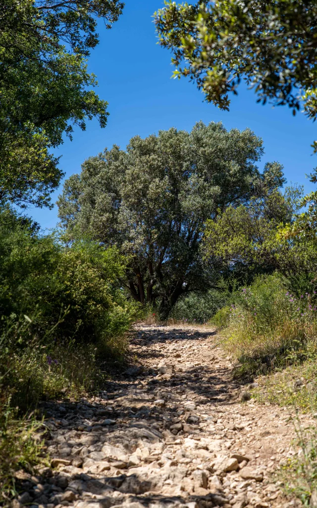 Pont Des Fees Grimaud Var 54
