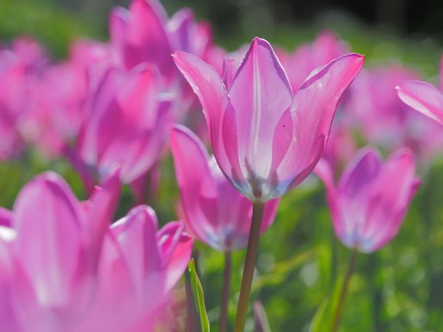 Tulipes De Guillestre