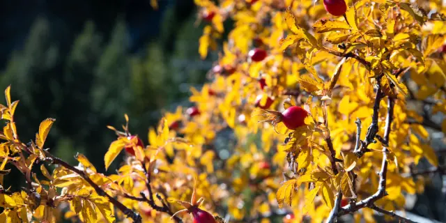 Cynorrhodon à l'automne
