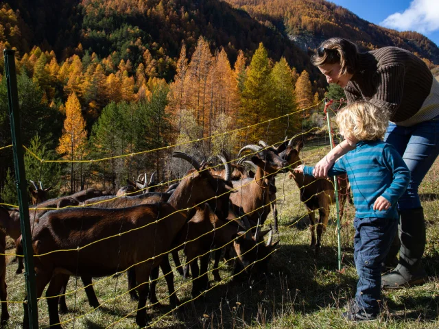 Chèvrerie des Moulins à l'automne