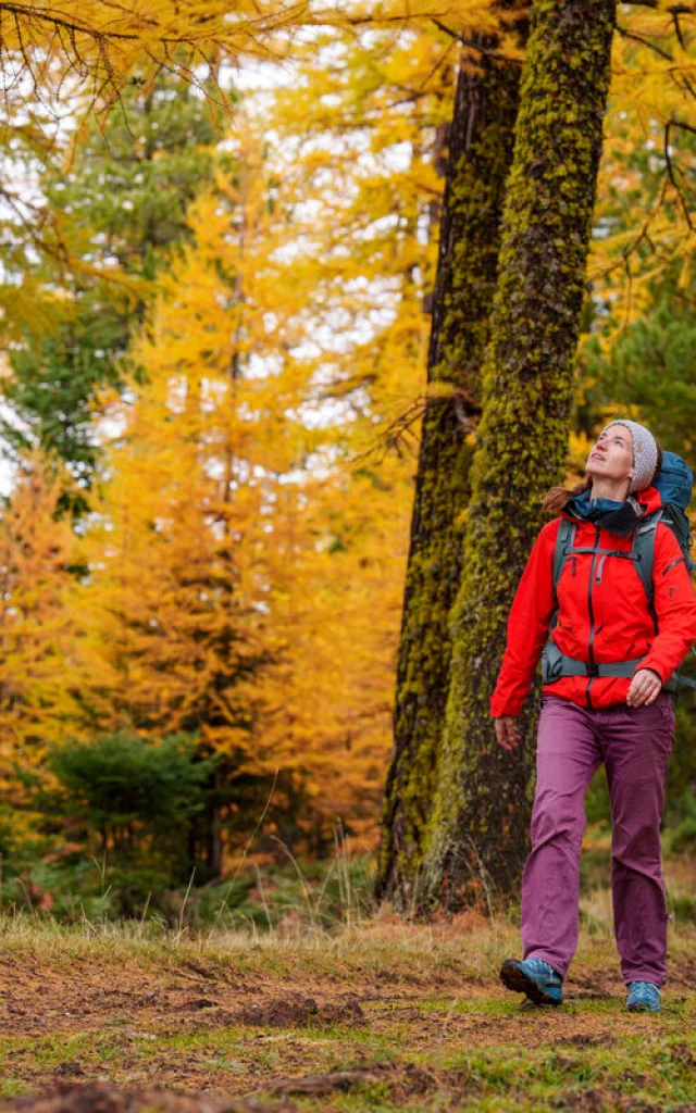 Marche dans une forêt de mélèzes en automne