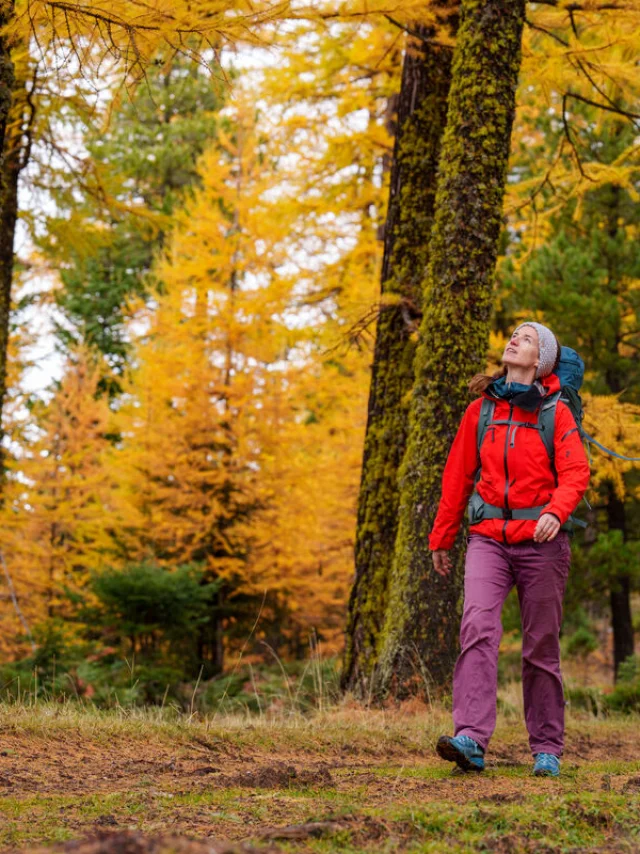 Marche dans une forêt de mélèzes en automne
