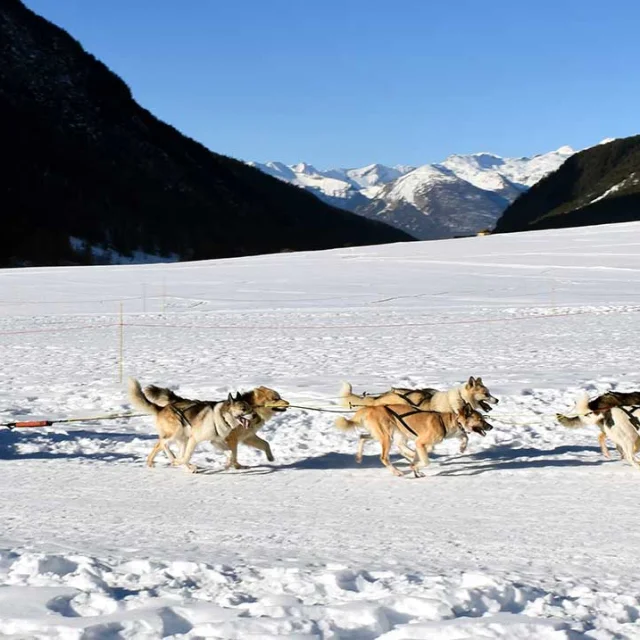 Bapteme Chien De Traineau