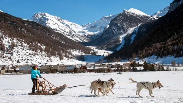 Chiens De Traineau Queyras 05