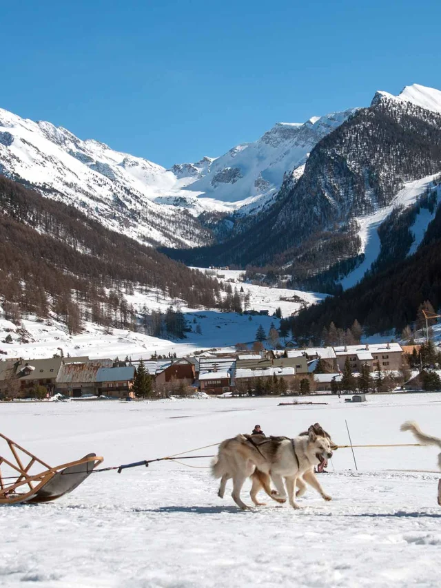 Chiens De Traineau Queyras 05