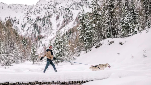Chiens De Traineau Rando