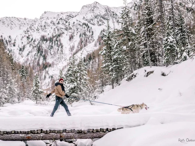 Chiens De Traineau Rando