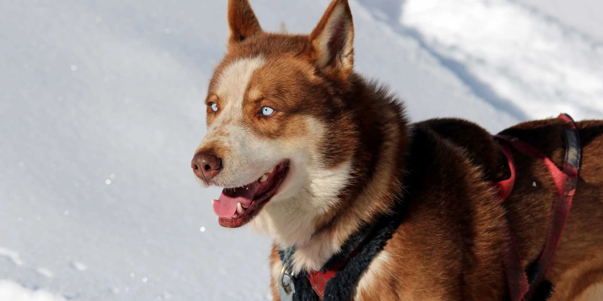 Chiens De Traineaux Queyras