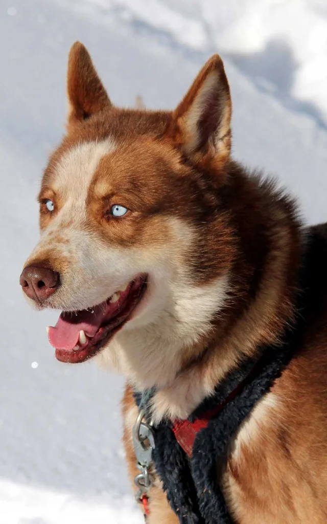 Chiens De Traineaux Queyras