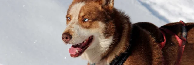Chiens De Traineaux Queyras