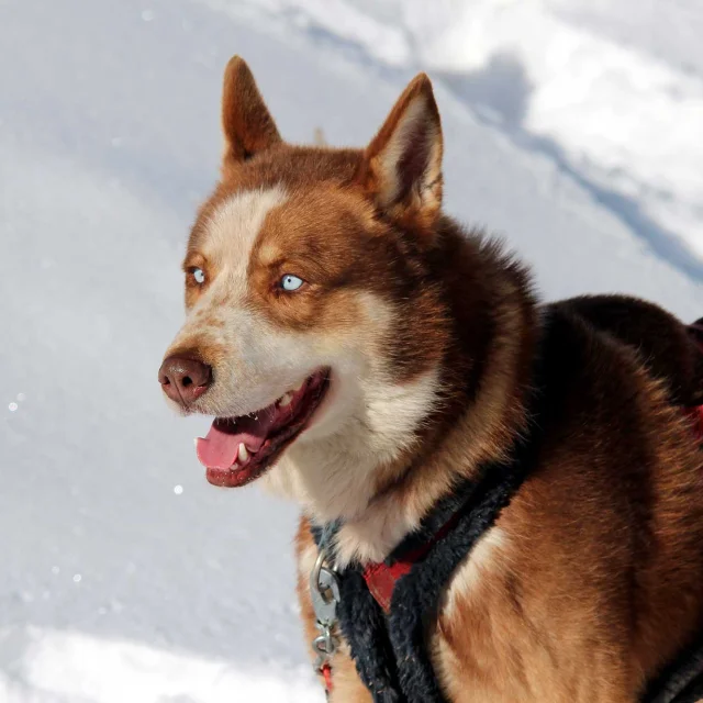 Chiens De Traineaux Queyras