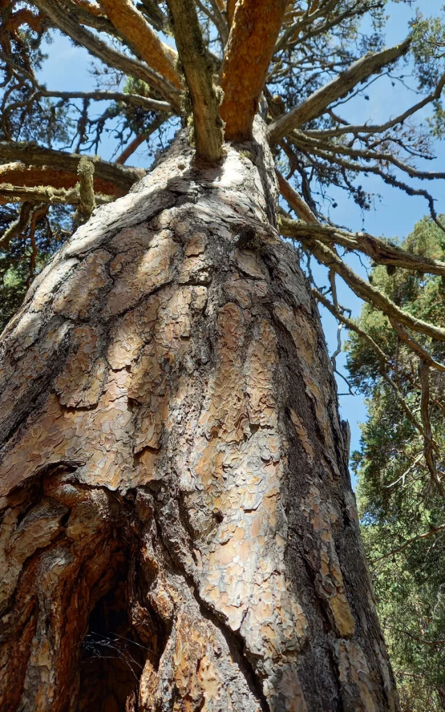arbre-foret-queyrass
