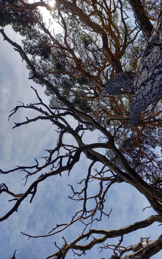 arbre-queyras