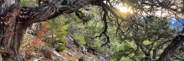 Balade En Foret Arbre Remarquable