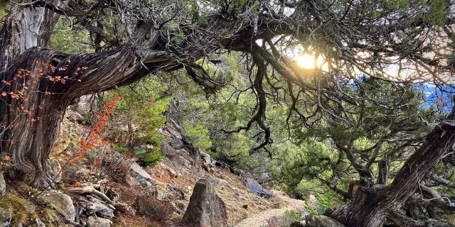 Balade En Foret Arbre Remarquable