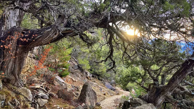 Balade En Foret Arbre Remarquable