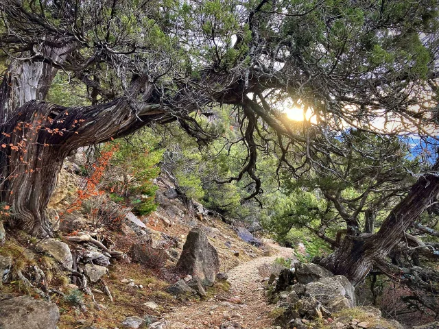 Balade En Foret Arbre Remarquable