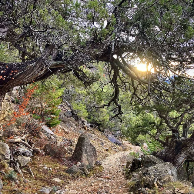 Balade En Foret Arbre Remarquable