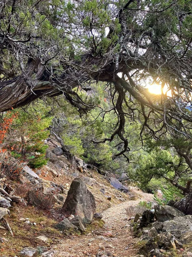 Balade En Foret Arbre Remarquable