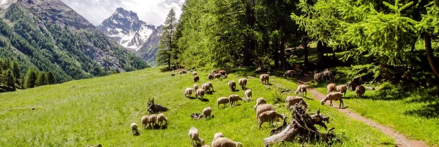 Montagne Partage