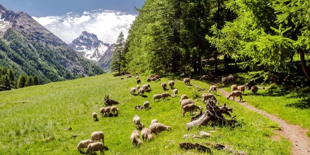 Montagne Partage