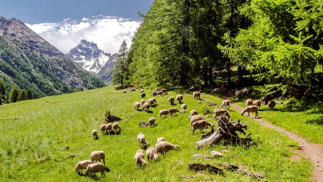 Montagne Partage