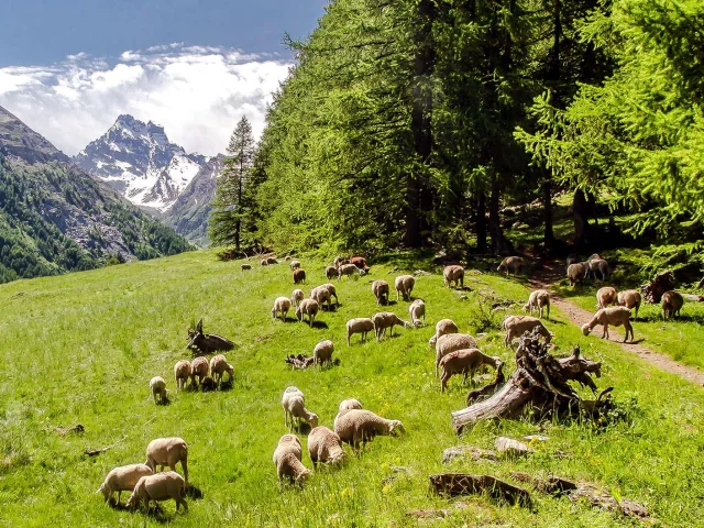 Montagne Partage