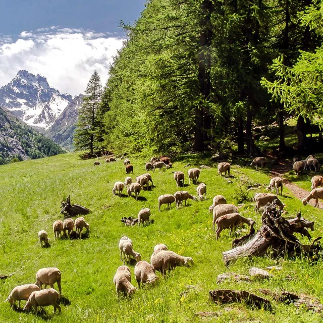 Montagne Partage