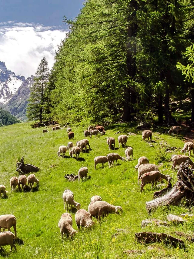 Montagne Partage