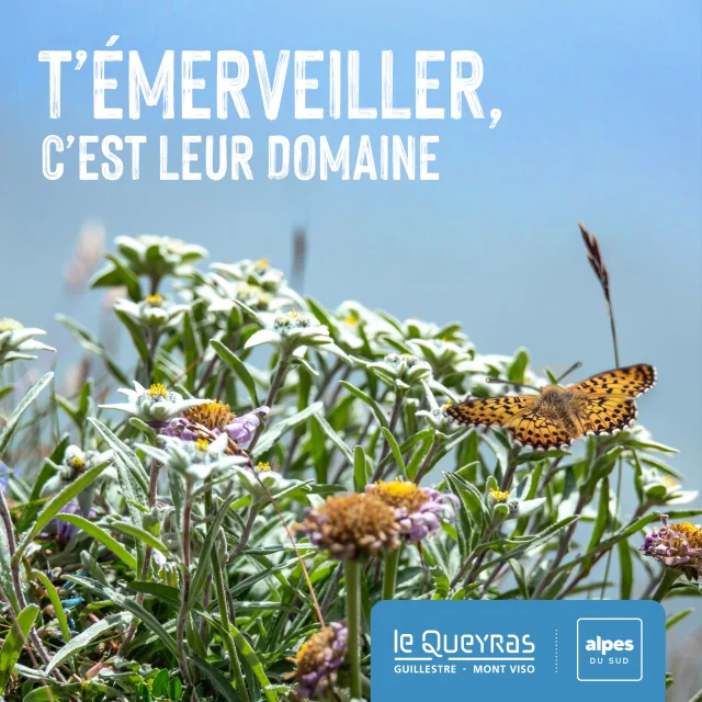 Flore De Montagne