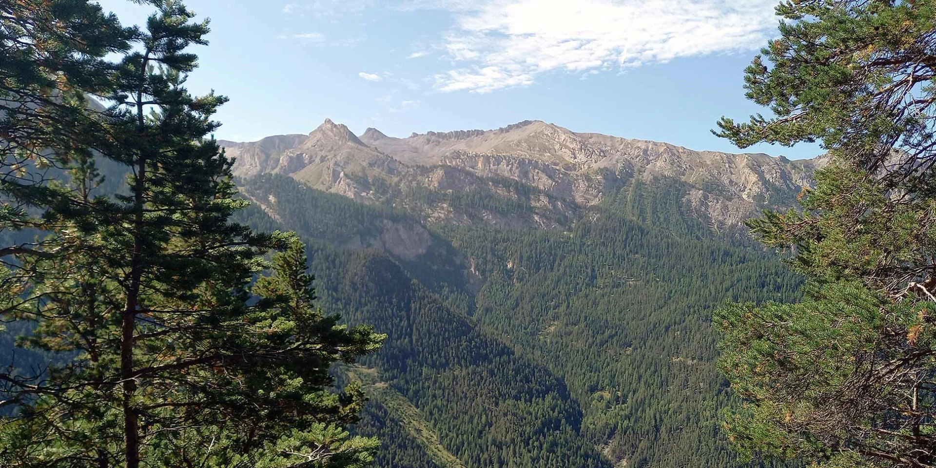 Foret Altitude