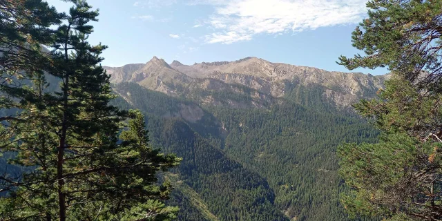 Foret Altitude